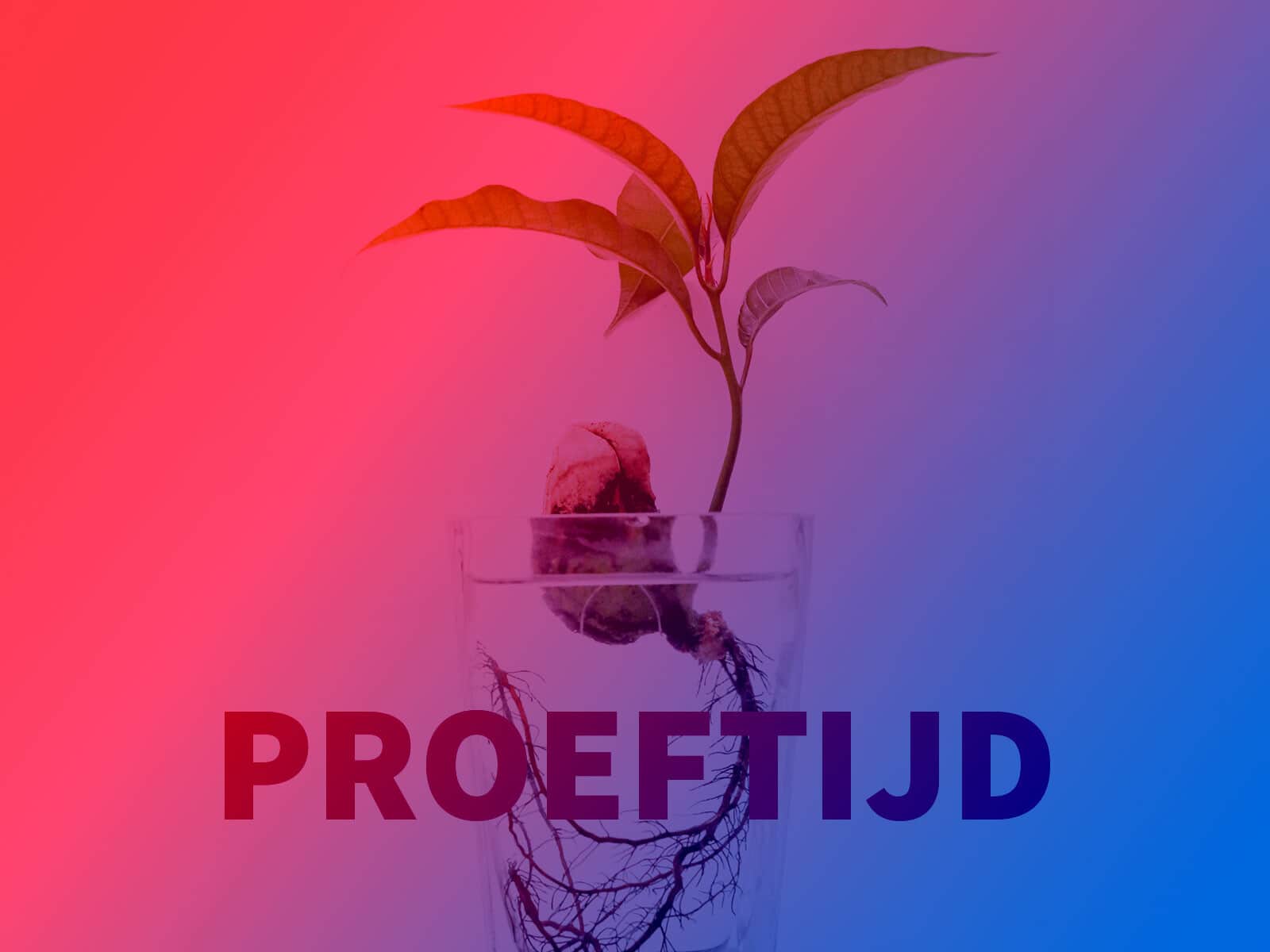 Ontslag in je proeftijd